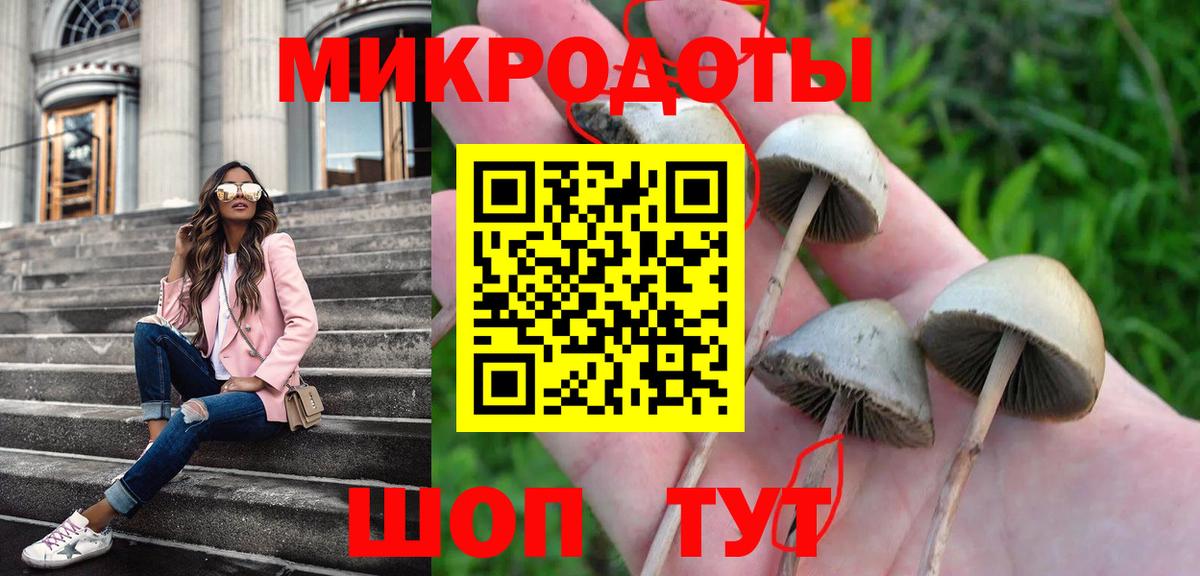 Псилоцибиновые грибы Psilocybe Сердобск